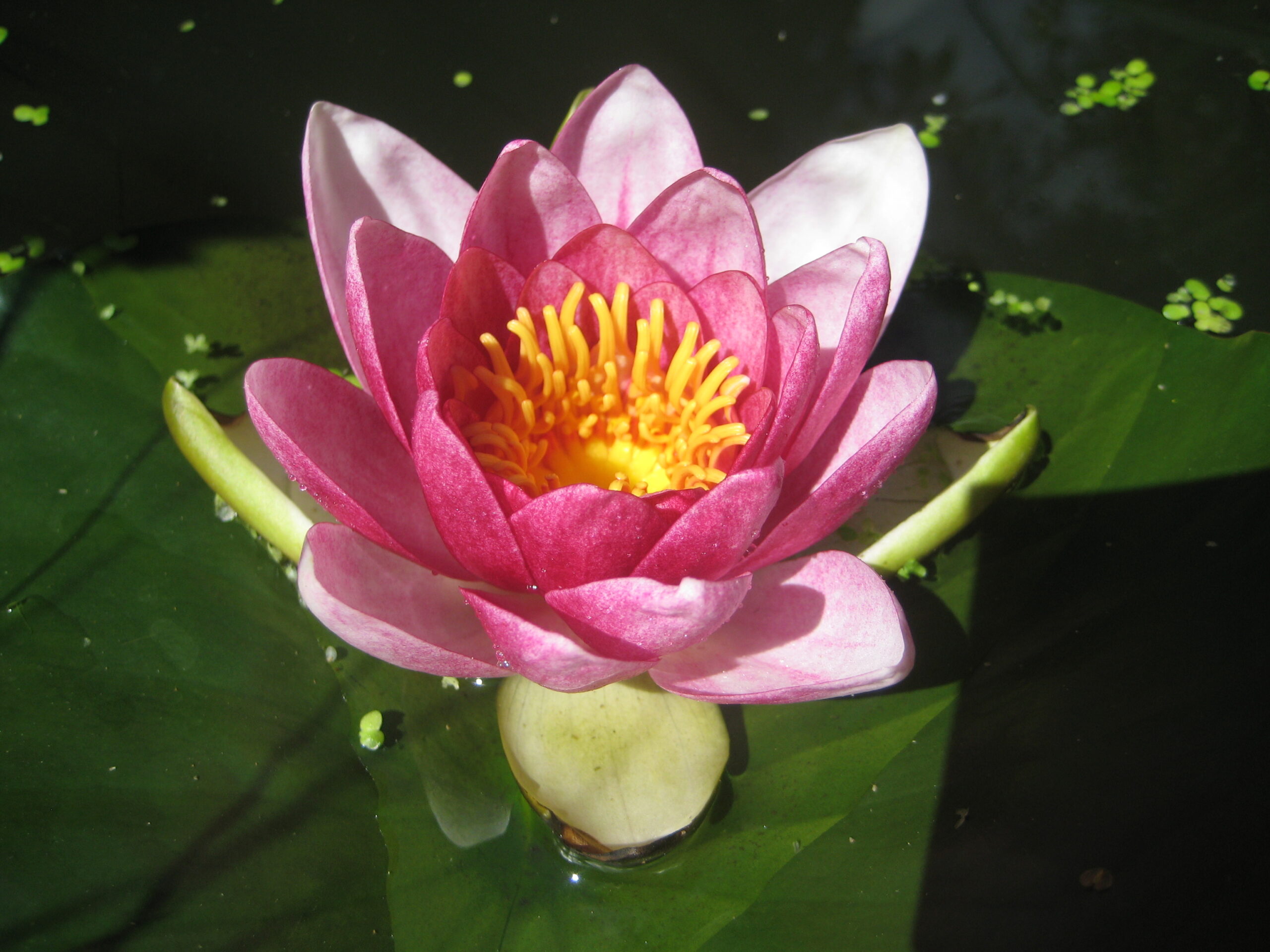 Nymphaea ‘Rene’ Gerard’ – foto della pianta