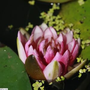 Nymphaea ‘Attraction’ – foto della pianta