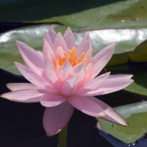 Nymphaea ‘Colorado’ – foto della pianta