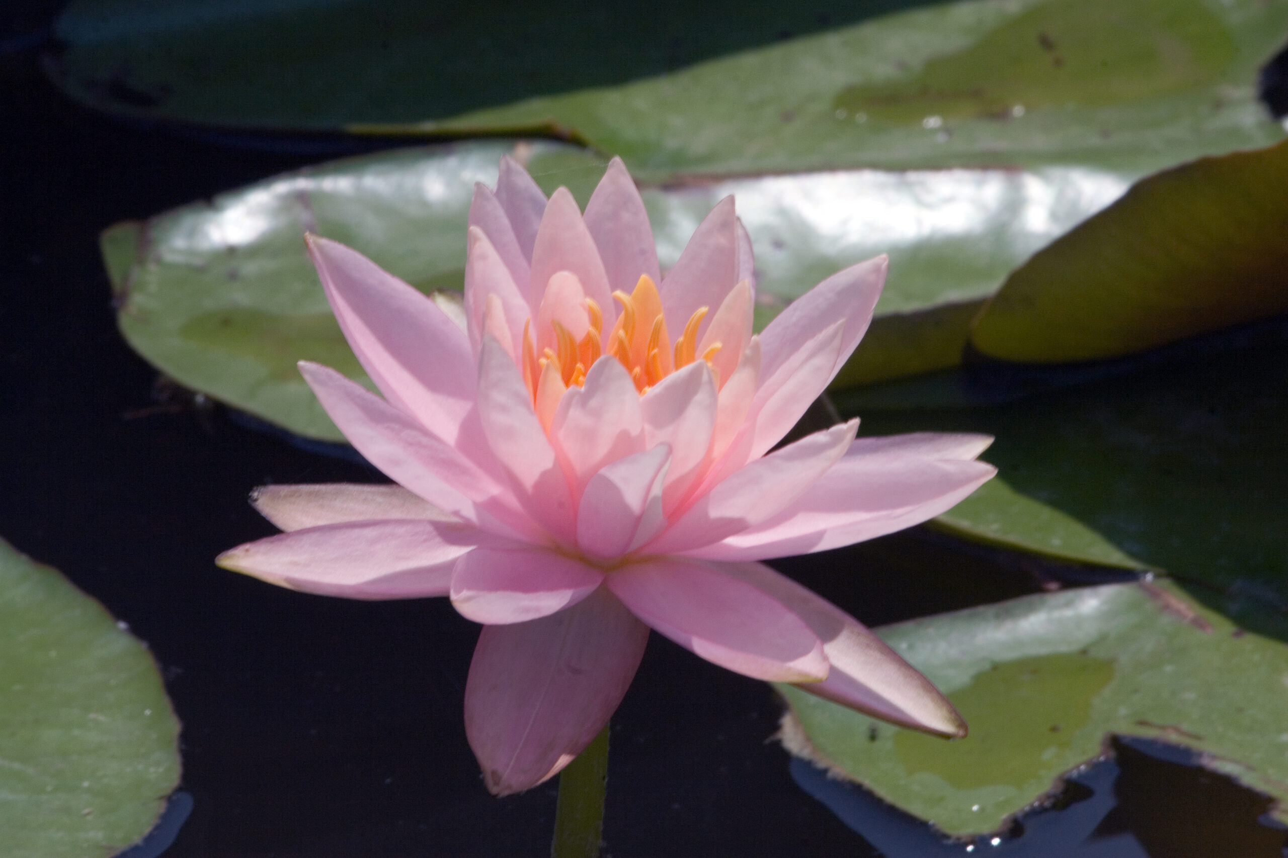 Nymphaea ‘Colorado’ – foto della pianta