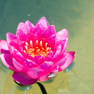 Nymphaea ‘James Brydon’ – foto della pianta