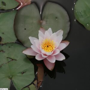 Nymphaea ‘Marliacea carnea’ – foto della pianta
