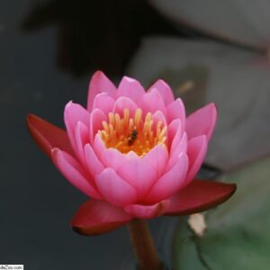 Nymphaea ‘Pink Opal’ – foto della pianta