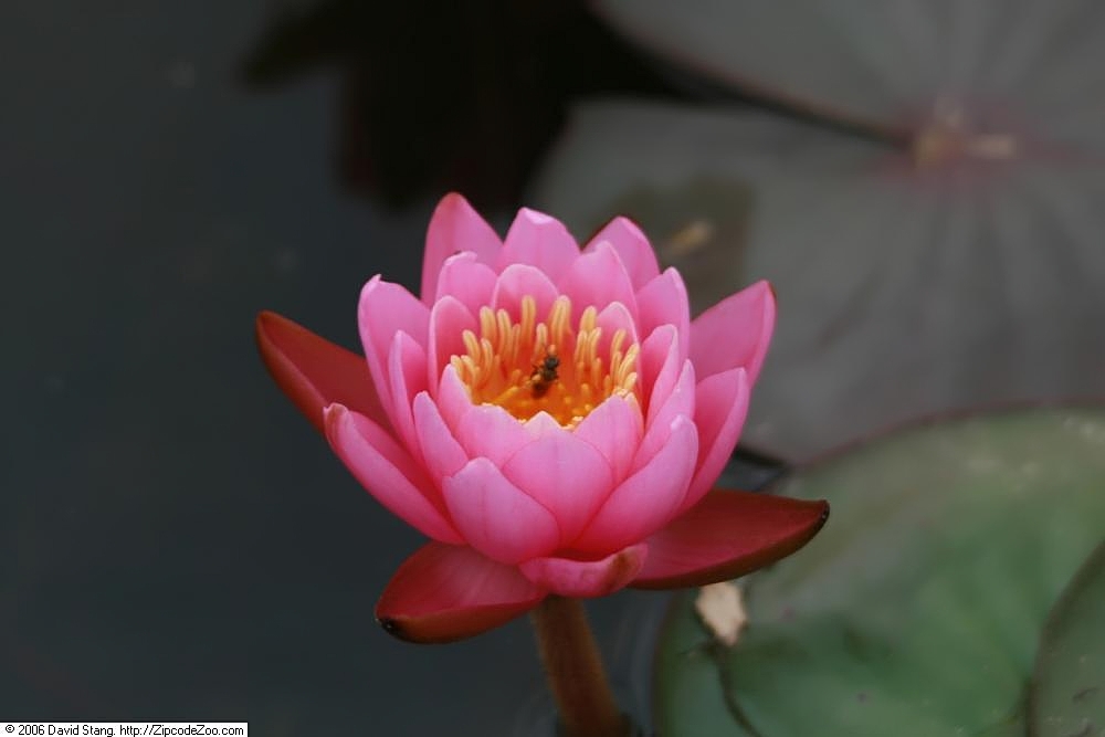 Nymphaea ‘Pink Opal’ – foto della pianta