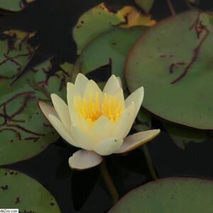 Nymphaea ‘Sioux’ – foto della pianta