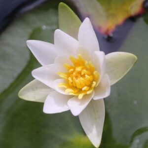 Nymphaea ‘Tetragona’ – foto della pianta