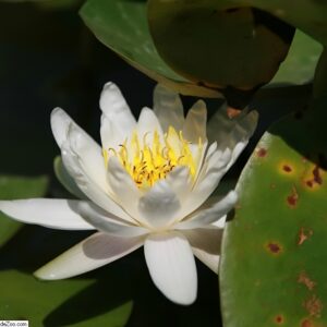 Nymphaea ‘Marliacea Albida’ – foto della pianta