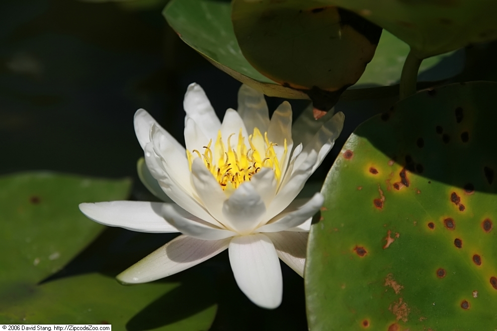 Nymphaea ‘Marliacea Albida’ – foto della pianta