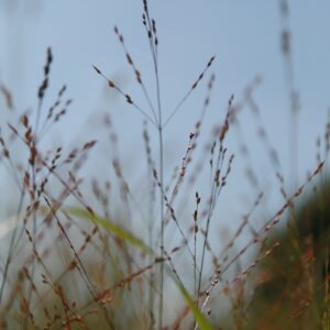 Panicum virgatum ‘Heavy Metal’ – foto della pianta