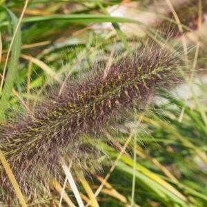 Pennisetum alopecuroides ‘Black Beauty’ – foto della pianta