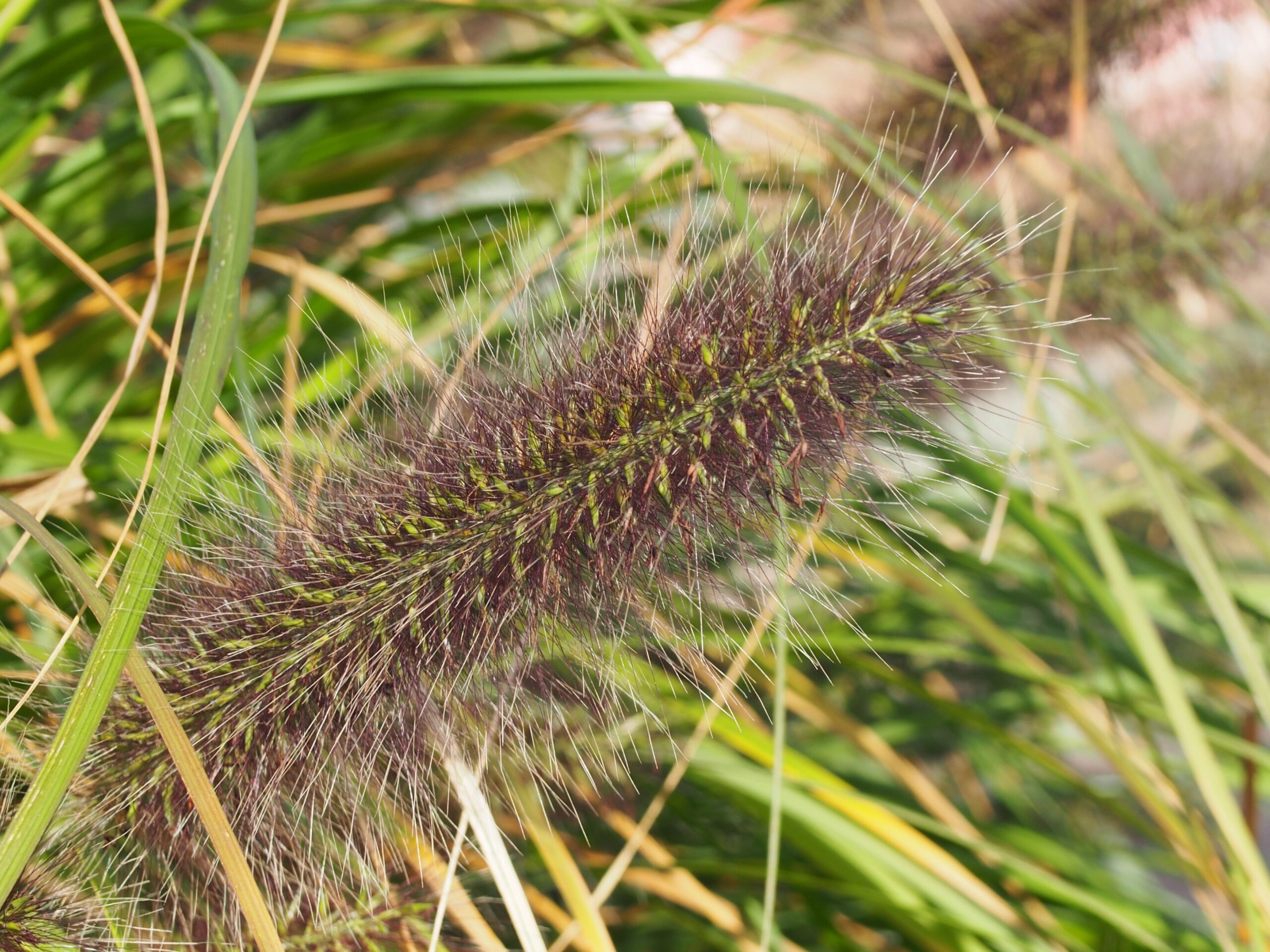 Pennisetum alopecuroides ‘Black Beauty’ – foto della pianta