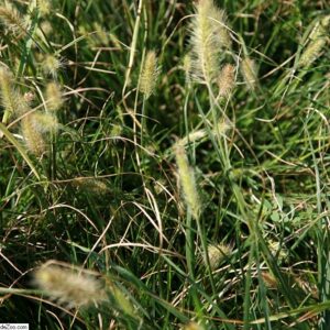 Pennisetum alopecuroides ‘Little Bunny’ – foto della pianta