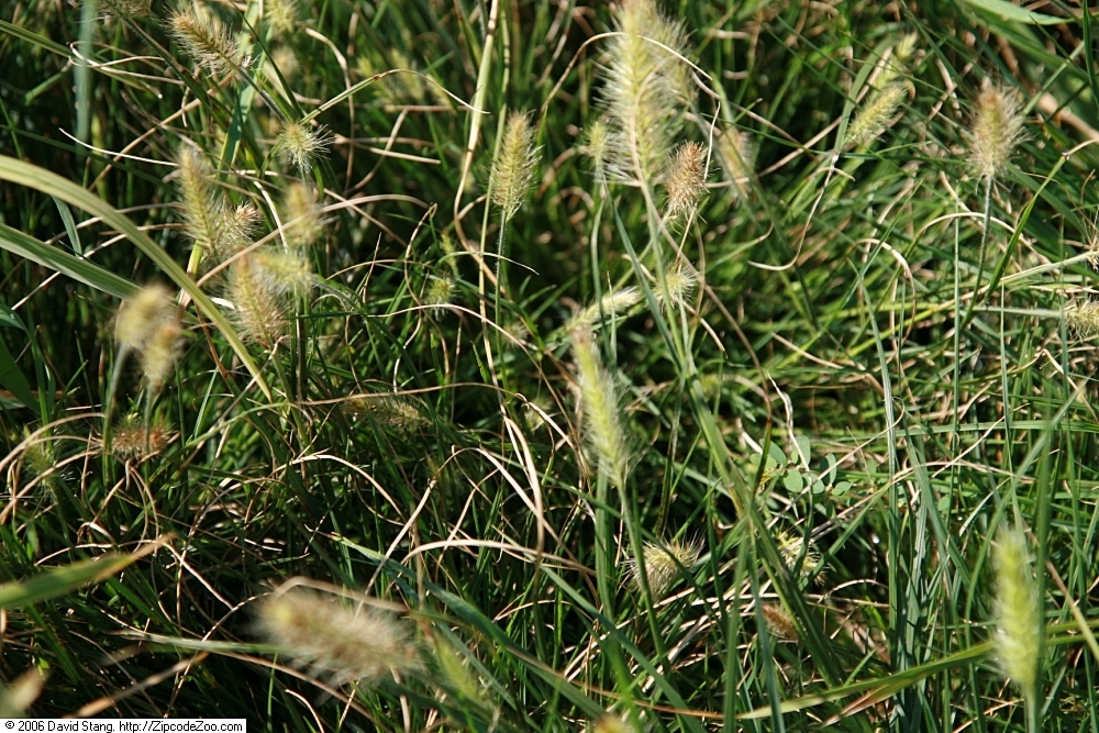 Pennisetum alopecuroides ‘Little Bunny’ – foto della pianta
