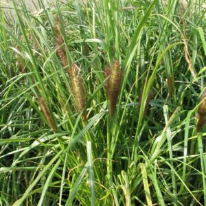 Pennisetum alopecuroides ‘Viridescens’ (Moudry) – foto della pianta