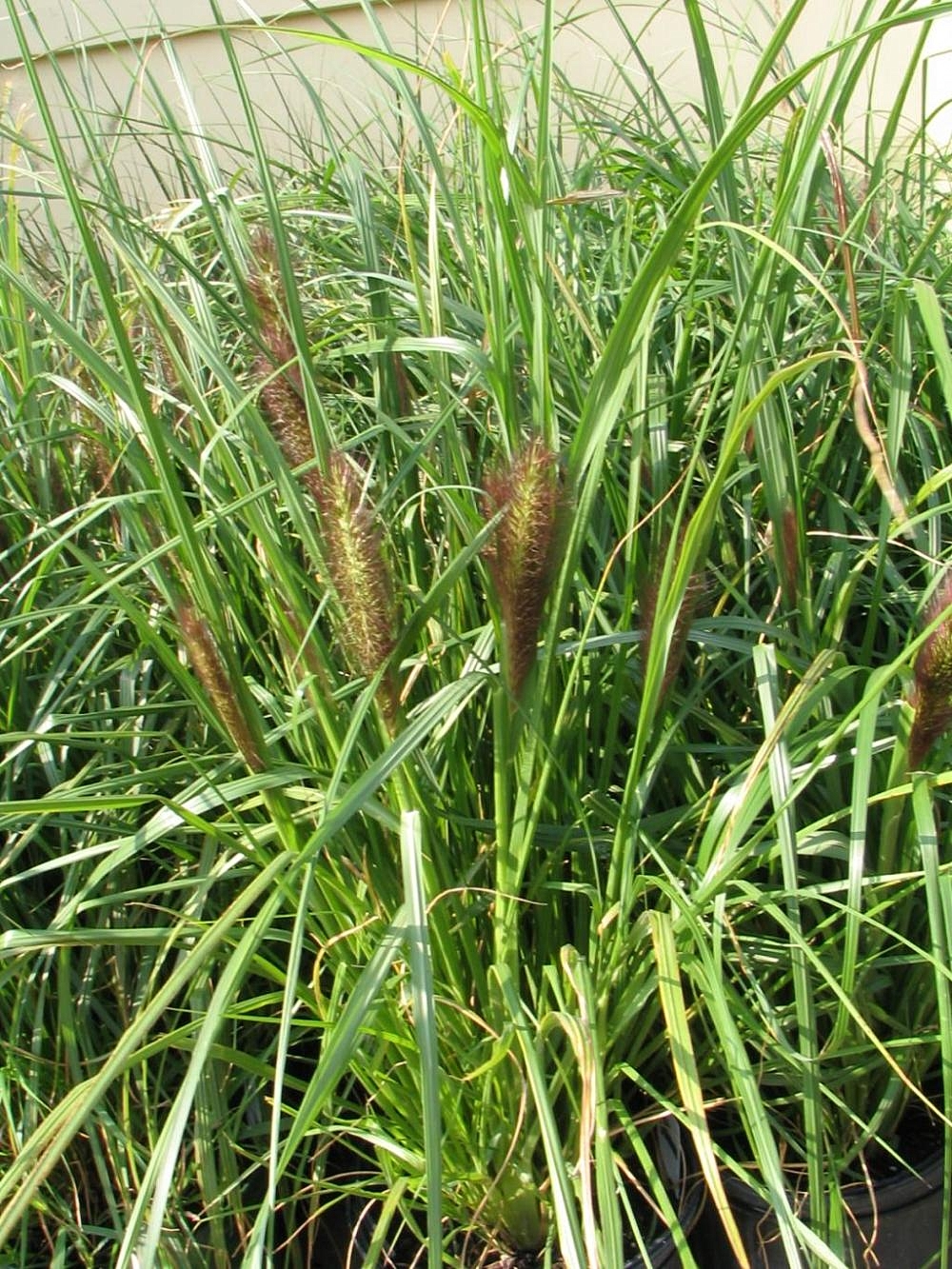 Pennisetum alopecuroides ‘Viridescens’ (Moudry) – foto della pianta