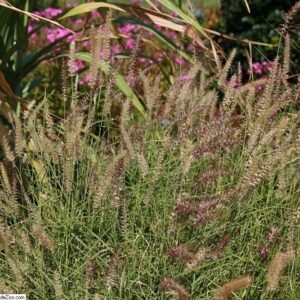 Pennisetum ‘Karley Rose’ ® – foto della pianta