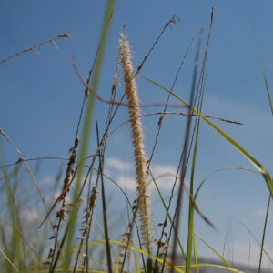 Pennisetum orientale ‘Tall Tails’ – foto della pianta