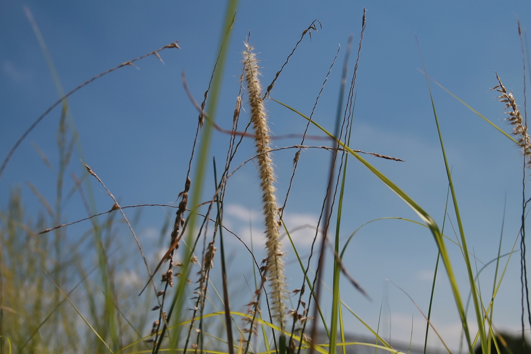 Pennisetum orientale ‘Tall Tails’ – foto della pianta