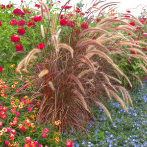 Pennisetum ‘Fireworks’ ® – foto della pianta