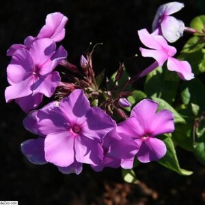 Phlox paniculata ‘Blue Paradise’ – foto della pianta