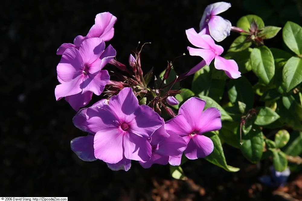 Phlox paniculata ‘Blue Paradise’ – foto della pianta