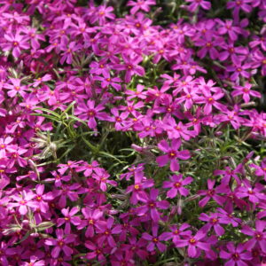 Phlox subulata ‘Atropurpurea’ – foto della pianta