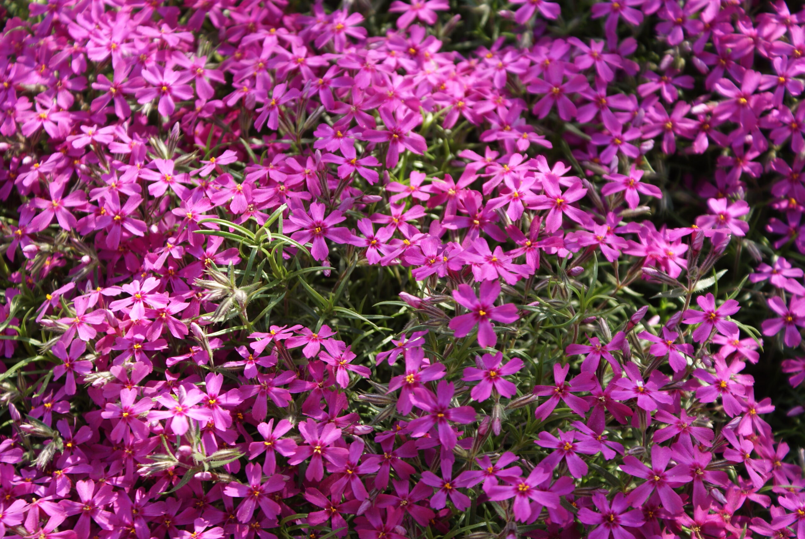 Phlox subulata ‘Atropurpurea’ – foto della pianta