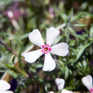Phlox subulata ‘Apple Blossom’ – foto della pianta