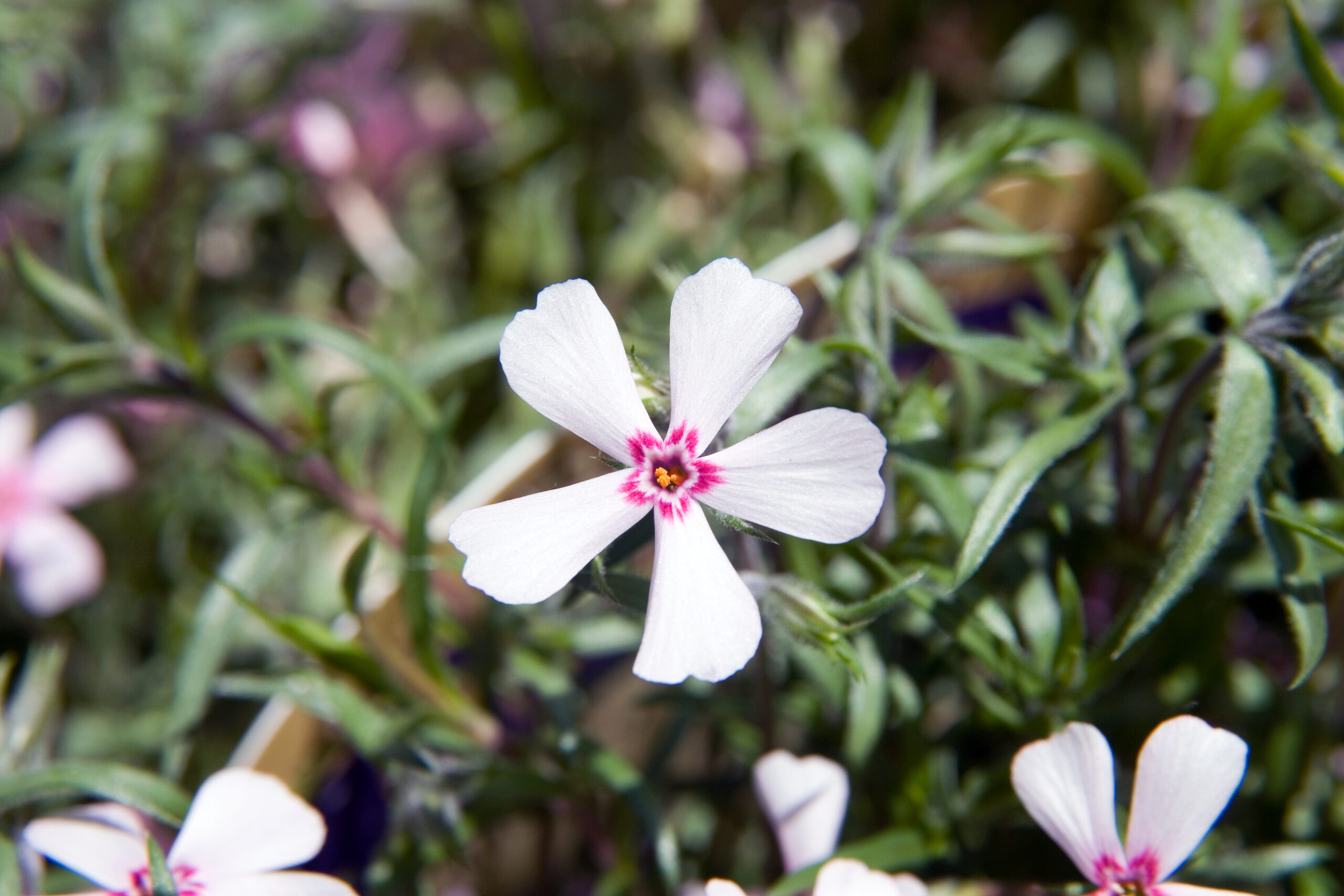 Phlox subulata ‘Apple Blossom’ – foto della pianta