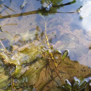 Potamogeton lucens – foto della pianta