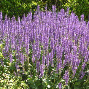 Salvia nemerosa ‘Mainacht’ – foto della pianta