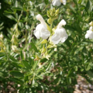 Salvia greggii ‘Alba’ – foto della pianta