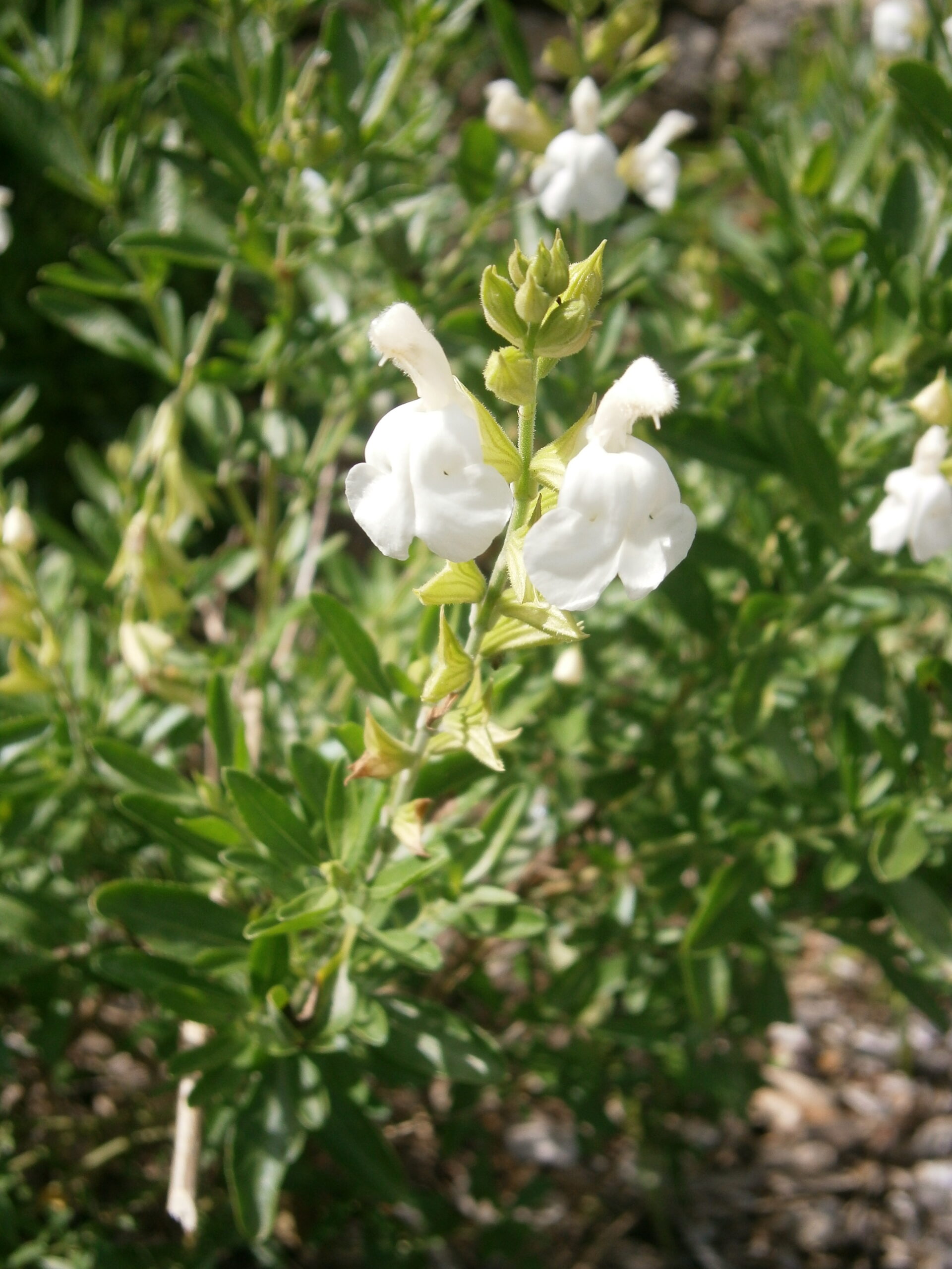 Salvia greggii ‘Alba’ – foto della pianta