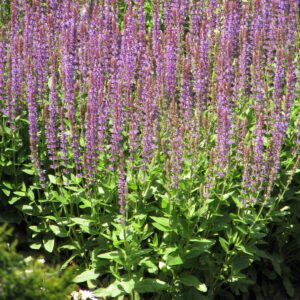Salvia nemerosa ‘Ostfriesland’ – foto della pianta