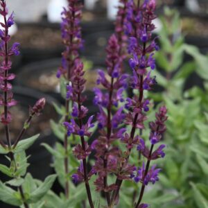 Salvia nemerosa ‘Caradonna’ – foto della pianta