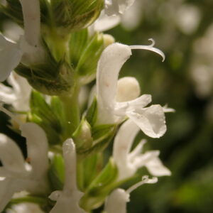 Salvia nemerosa ‘Schneehügel’ – foto della pianta