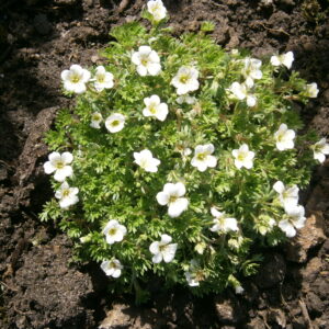 Saxifraga arendsii ‘Schneeteppich’ – foto della pianta
