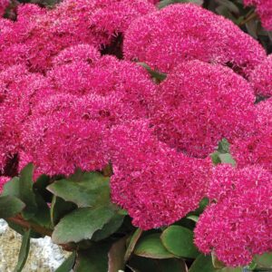 Sedum ‘Birthday Party’ ®