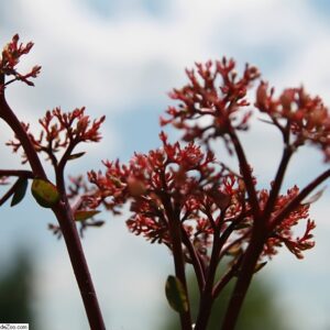 Sedum ‘Matrona’ – foto della pianta