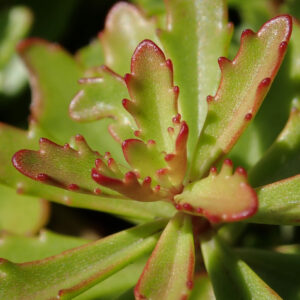 Sedum floriferum – foto della pianta