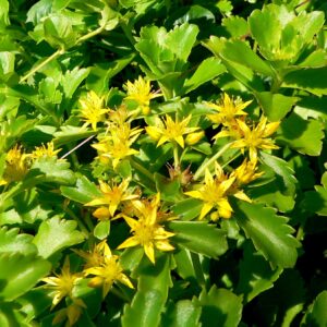 Sedum kamtschaticum – foto della pianta