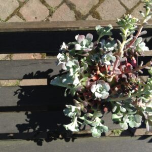 Sedum spathulifolium ‘Purpureum’ – foto della pianta