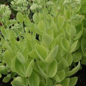 Sedum spectabilis ‘Brilliant’ – foto della pianta