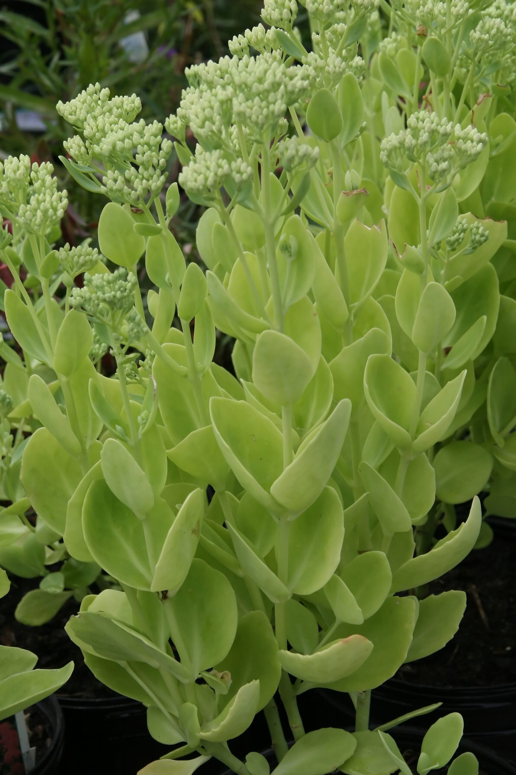 Sedum spectabilis ‘Brilliant’ – foto della pianta