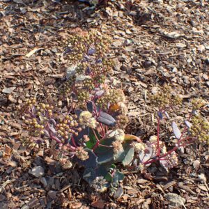 Sedum ‘Yellow Xenox’ ® – foto della pianta