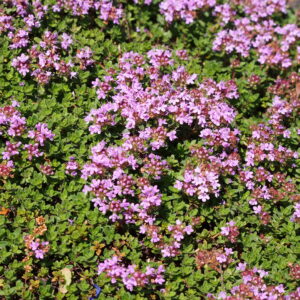 Thymus praecox ‘Coccineus’ – foto della pianta