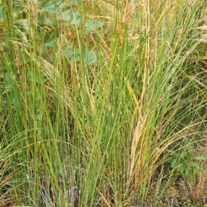 Typha minima – foto della pianta