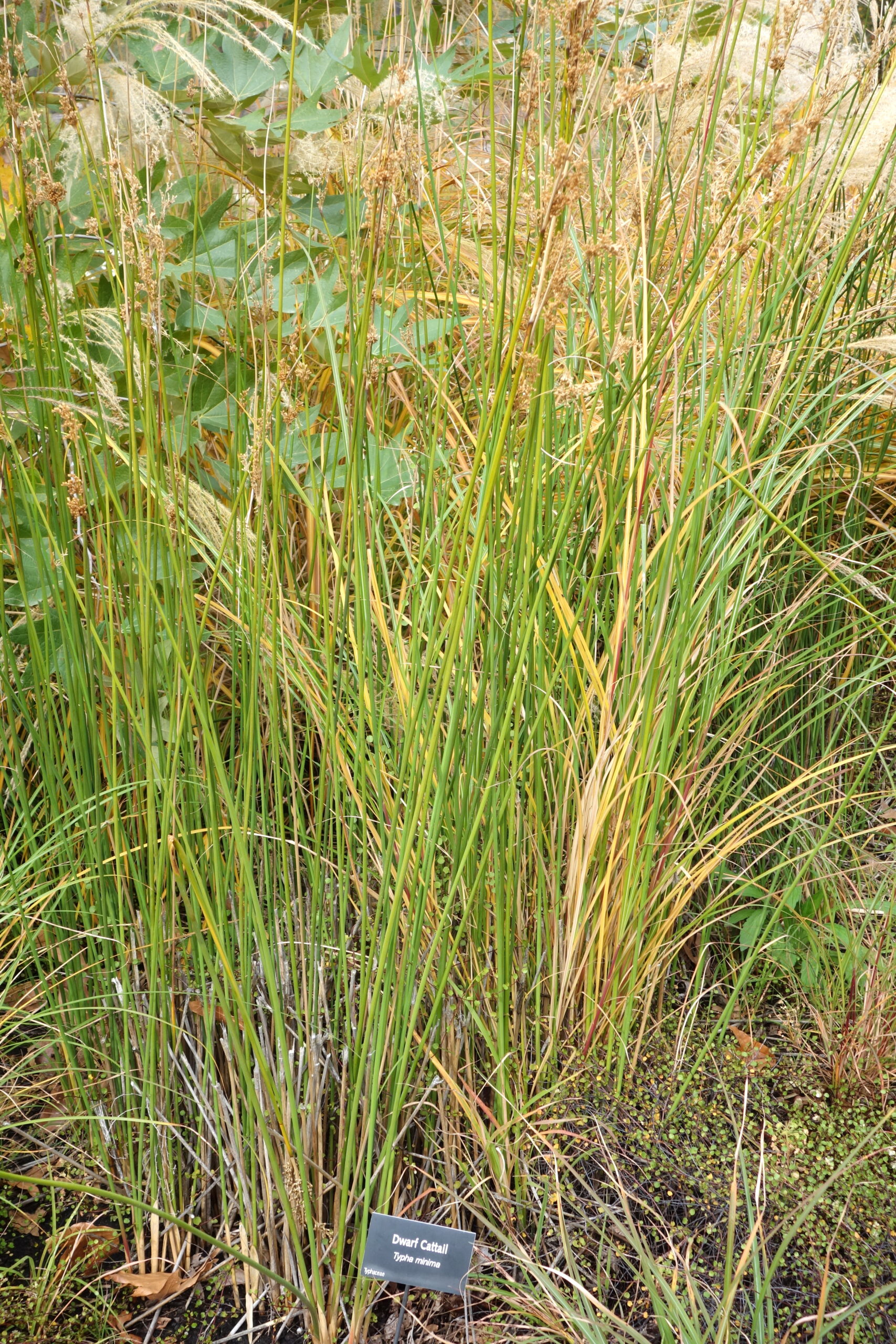 Typha minima – foto della pianta