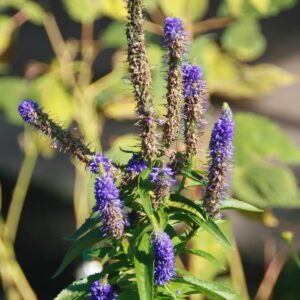 Veronica ‘Royal Candles’ ® – foto della pianta