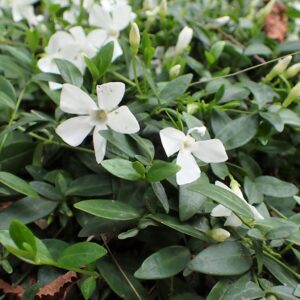 Vinca minor ‘Gertrude Jekyll’ – foto della pianta